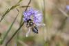 53926 – Photo : eudemis – France (33)