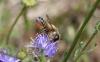 53925 – Photo : eudemis – France (33)