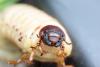 53321 – Photo : Rouché Michel – France (30)