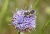 53921 – Photo : eudemis – France (33)