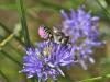 53927 – Photo : eudemis – France (33)