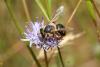 53898 – Photo : eudemis – France (33)