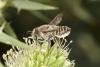 53981 – Photo : eudemis – France (33)