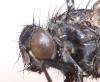 Phaonia trimaculata