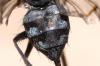 Phaonia trimaculata