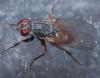 Lispocephala brachialis
