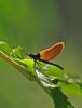 53136 – Photo : Christine Deconinck – France (56)