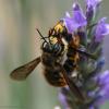 53849 – Photo : Bernard VENEAU – France (41)