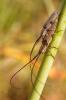 53718 – Photo : basc – France (20)