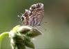 53154 – Photo : Alain Baile – France (13)