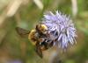 53858 – Photo : eudemis – France (33)