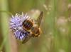 53856 – Photo : eudemis – France (33)