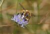 53814 – Photo : eudemis – France (33)