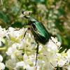 53880 – Photo : Martine Giban-Lucber – France (36)