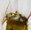 Lygus sp.