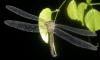 53963 – Photo : TheoG – Madagascar