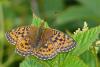 53623 – Photo : Villatte Raymond – France (87)