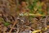 53621 – Photo : Villatte Raymond – France (87)