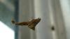 53916 – Photo : Lanzellotti Maria – France (11)