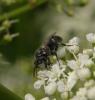 Hylaeus sp.