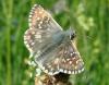 53249 – Photo : lopinga74 – France (74)