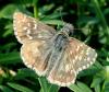 53151 – Photo : lopinga74 – France (74)