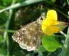53157 – Photo : lopinga74 – France (74)