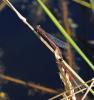 Pyrrhosoma nymphula