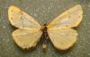53930 – Photo : lopinga74 – France (74)
