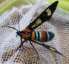 53343 – Photo : TheoG – Madagascar