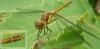 Sympetrum striolatum
