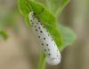 53359 – Photo : lopinga74 – France (74)