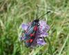 53616 – Photo : lopinga74 – France (74)