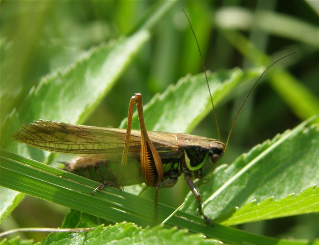 V. Czachka - Roeseliana roeselii - réf. 53307 (1024 x 787 pixels, 97 ko)