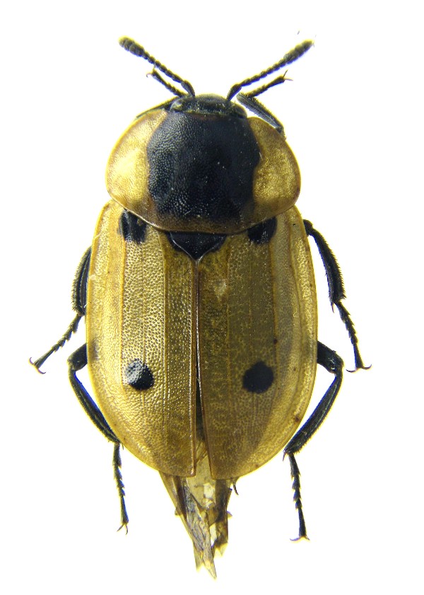 Olivier R. - Dendroxena quadrimaculata - réf. 53096 (600 x 841 pixels, 101 ko)