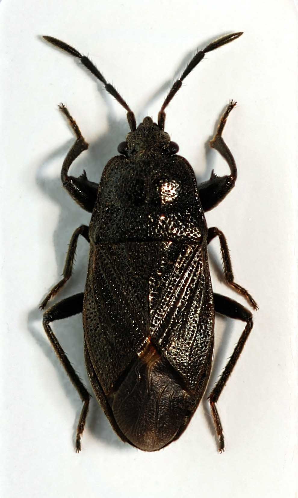 Sebastien Damoiseau - Megalonotus dilatatus - réf. 53641 (990 x 1653 pixels, 133 ko)