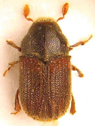 Réf. 54 539 : Phloeosinus aubei
