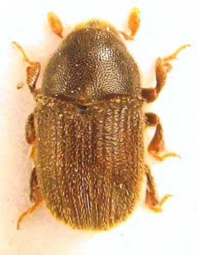 Phloeosinus thujae
