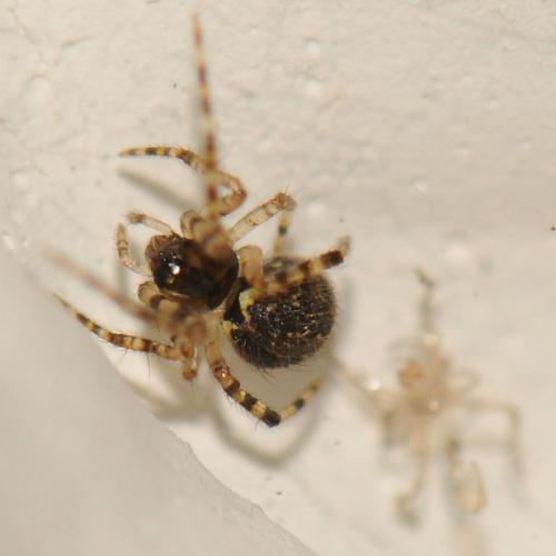 Theridion sp.