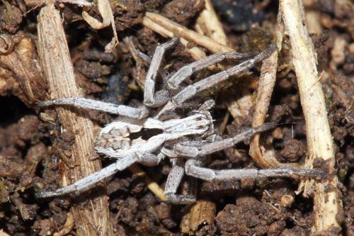 Thanatus sp.