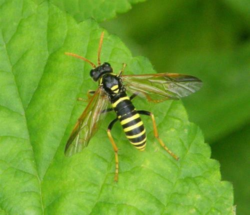 Réf. 54 555 : Tenthredo scrophulariae