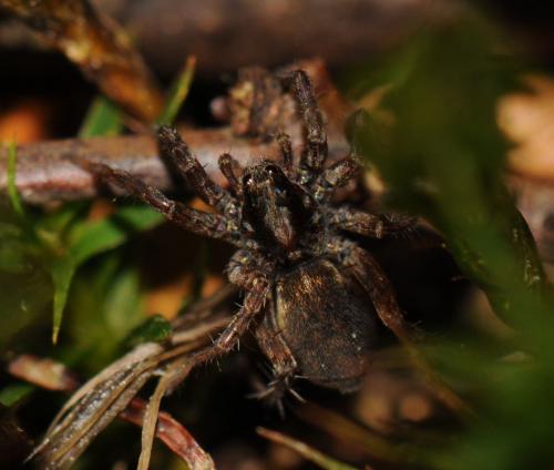 Pardosa sp.