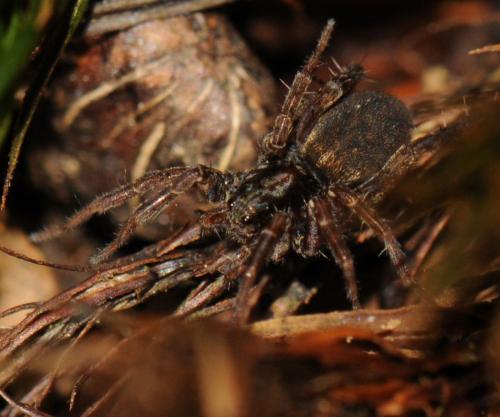 Pardosa sp.