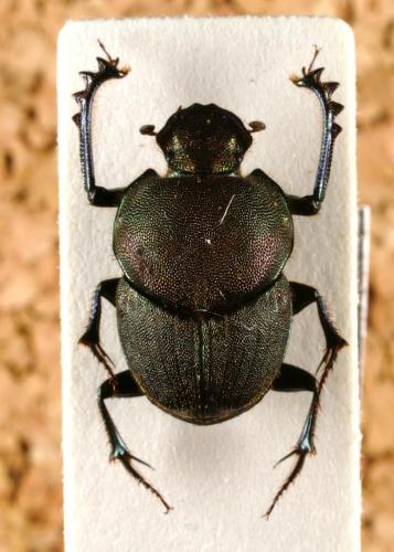 Onthophagus herus