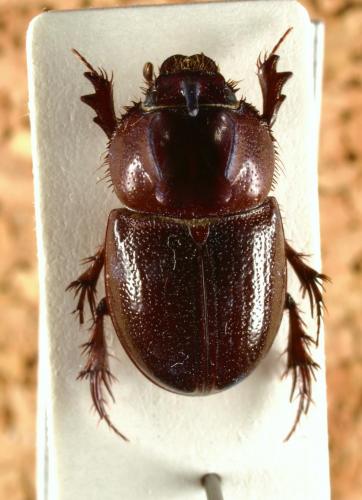 Orphnus nyassicus