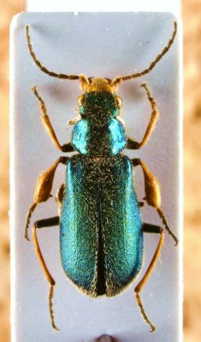 Réf. 54 724 : Apalochrus sp.