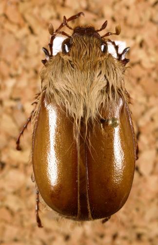 Sparrmannia similis