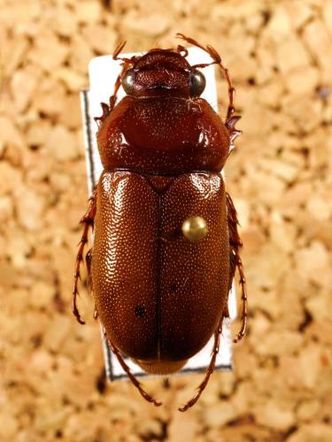Entypophana sp.