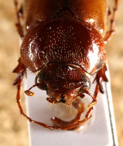Entypophana sp.