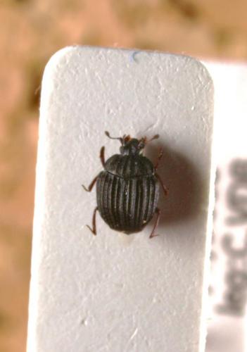 Onthophilus striatus striatus